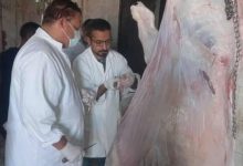 الطب البيطري فى أسيوط