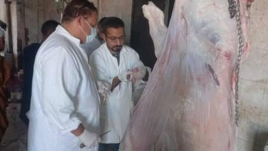 الطب البيطري فى أسيوط