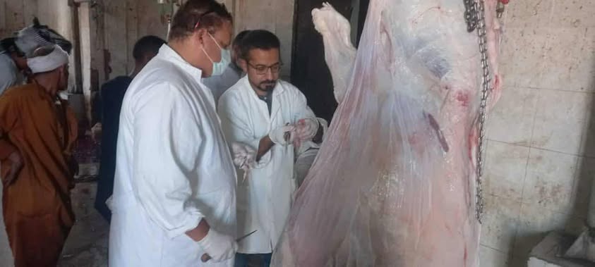 طب بيطري أسيوط يضبط أكثر من 1.7 طن لحوم فاسدة داخل الأسواق
