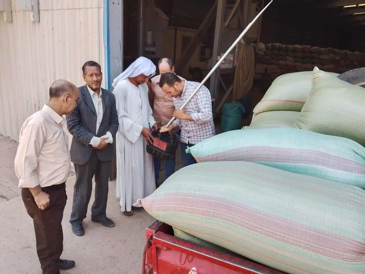 محافظة المنيا تتخطى توريد  نصف مليون طن قمح في موسم 2025