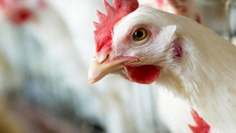 تراجع طفيف في أسعار الدواجن والبيض واستقرار اللحوم اليوم بالأسواق