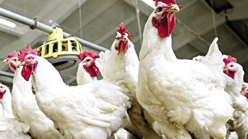 استقرار اسعار الدواجن و البيض و اللحوم اليوم بالأسواق