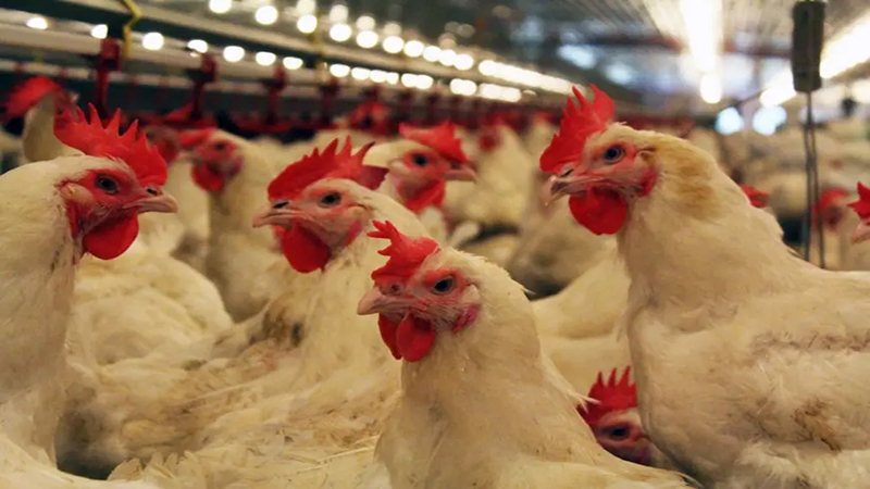 تراجع أسعار الدواجن والبيض واستقرار اللحوم اليوم بالأسواق