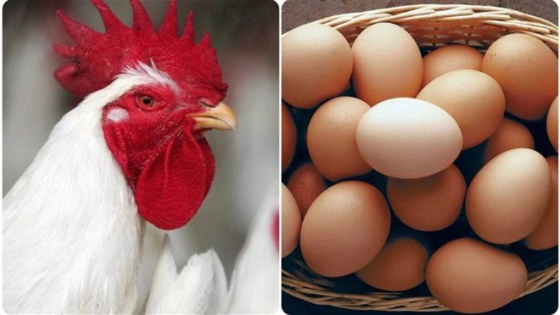 استقرار أسعار الدواجن و البيض و اللحوم اليوم بالأسواق