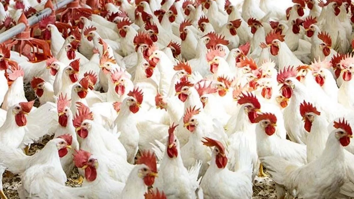 استقرار في أسعار الفراخ البيضاء بعد ارتفاعات سابقة