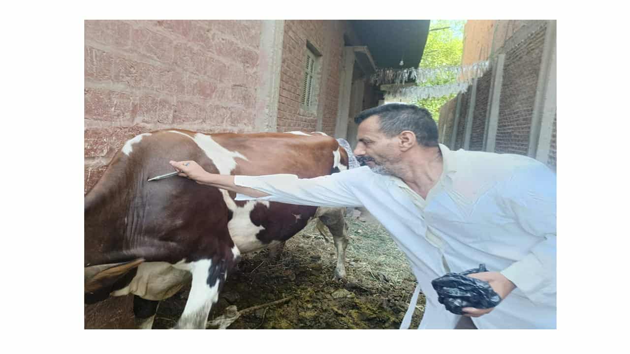 ” ٢٦ ألف رأس ماشية” تنفيذ فعاليات الحملة القومية للتحصين ضد الحمى القلاعية بأسيوط