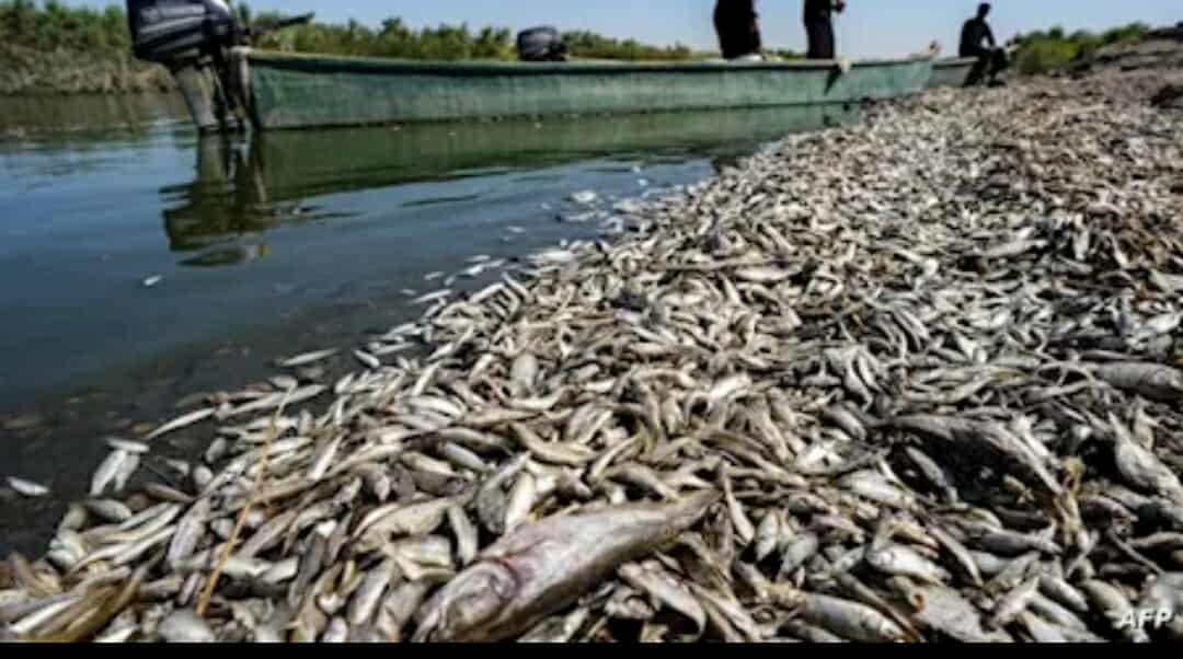 خبير بيئي: موجة حر غير مسبوقة وراء نفوق الأسماك في بحيرة المنزلة