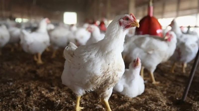 ثبات نسبي في أسعار الدواجن والبيض واللحوم اليوم بالأسواق