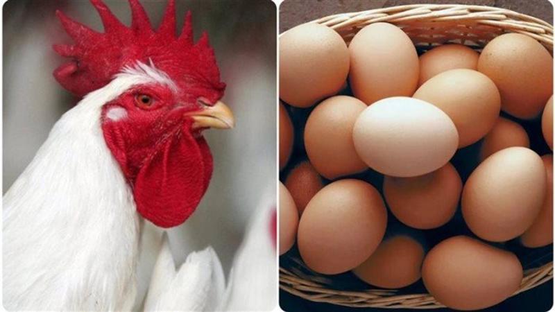 أسعار الدواجن والبيض في مصر اليوم الأحد