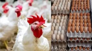 أسعار الدواجن والبيض في الأسواق اليوم السبت