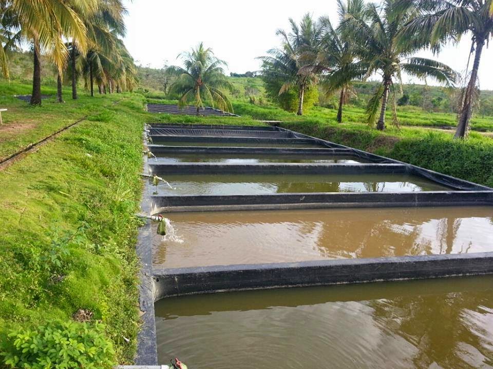 جهاز تنمية البحيرات والثروة السمكية يدعم واحة سيوة بمليون ذريعة بلطي نيلي