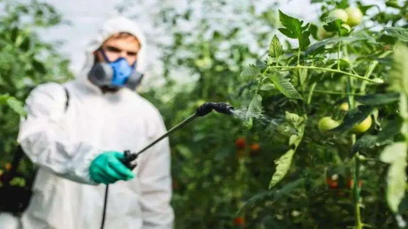 الزراعة تكشف حقيقة رش الطماطم بـ”الإيثريل”