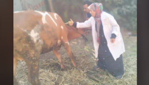 الجيزة:تحصين 160 ألف رأس ماشية للحفاظ على الثروة الحيوانية