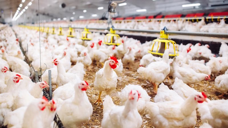 أسعار الدواجن والبيض في مصر اليوم الأحد