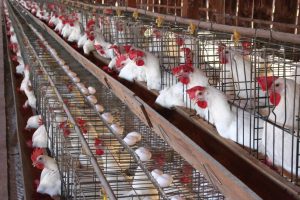 الفراخ البيضاء تتراوح بين 75 إلى 80 جنيه.. أسعار الدواجن والبيض اليوم الخميس