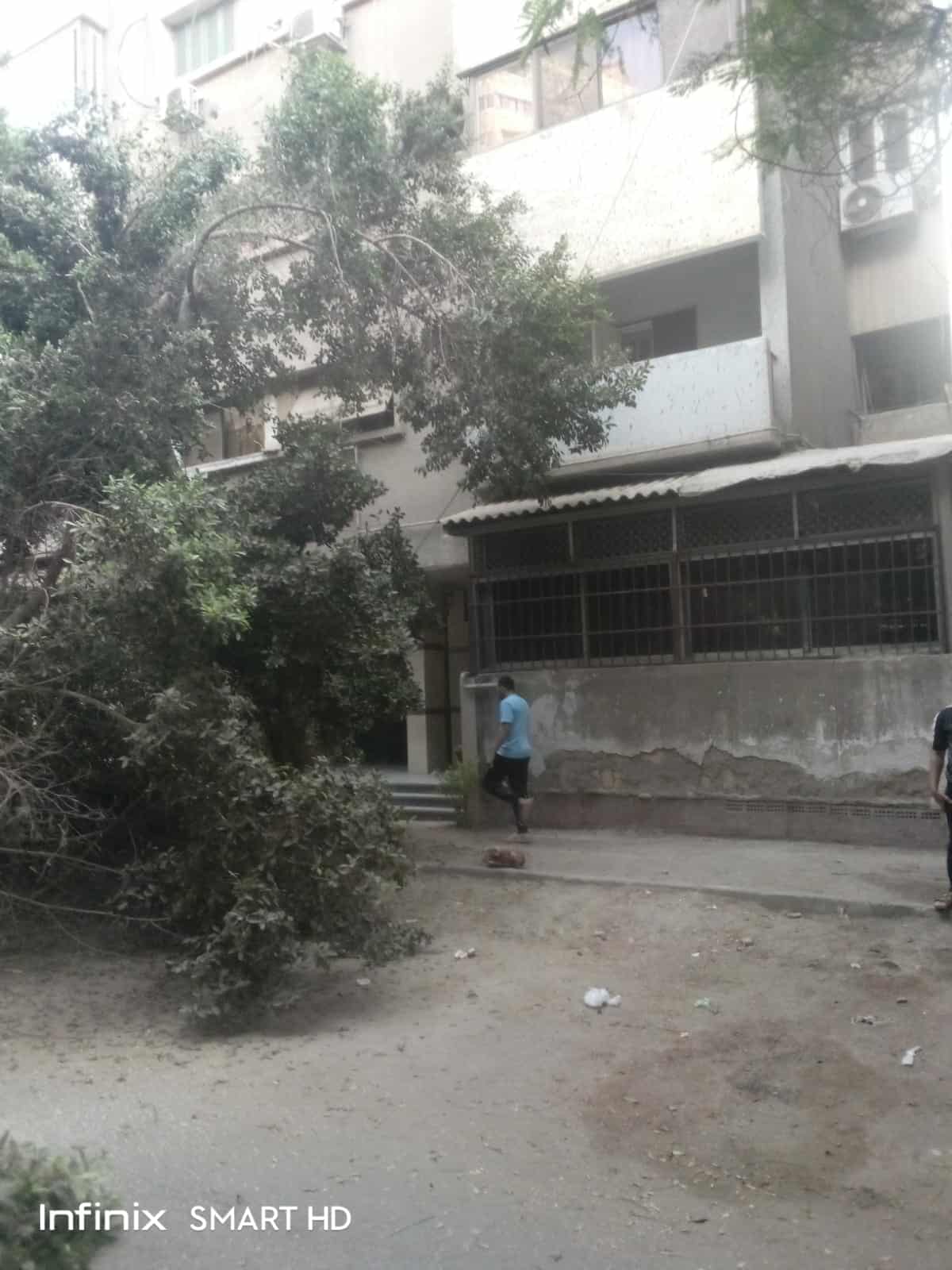 الجيزة تزيل شجرة ضخمة مائلة بالعجوزة قبل سقوطها