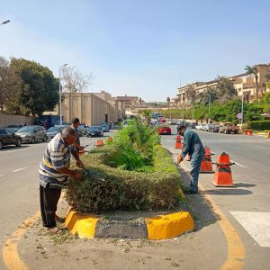 صيانة للمسطحات الخضراء بمحيط المتحف المصري الكبير  ضمن خطة التجميل الشاملة