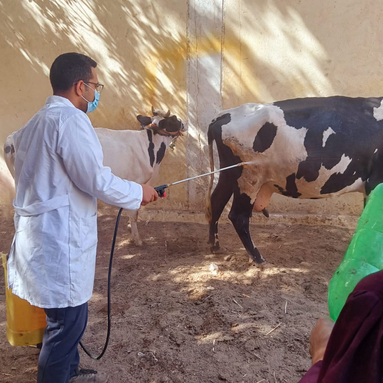 تحصين 45 ألف رأس ماشية بالحملة القومية ضد الحمى القلاعية والوادي المتصدع  بالمنيا