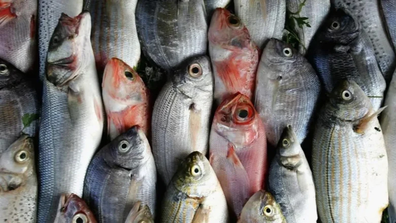 أسعار الأسماك والمأكولات البحرية اليوم في الأسواق