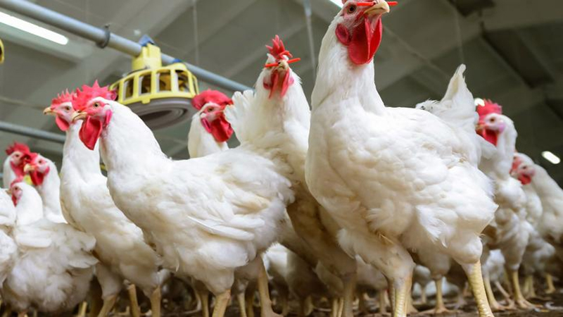 استقرار أسعار الدواجن والبيض واللحوم اليوم بالأسواق