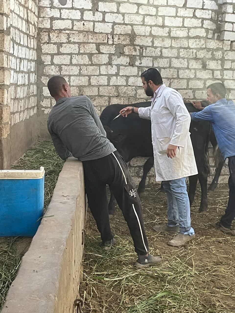 انطلاق الحملة القومية الثالثة لتحصين الماشية ضد الحمى القلاعية وحمى الوادي المتصدع في الجيزة