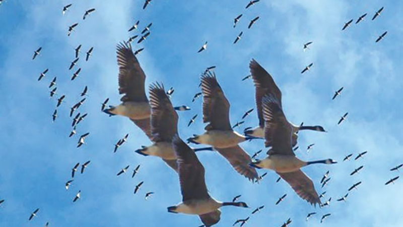 التنمية المحلية: إزالة 18 ألف متر من الشباك المخالفة وفتح ممرات آمنة للطيور المهاجرة