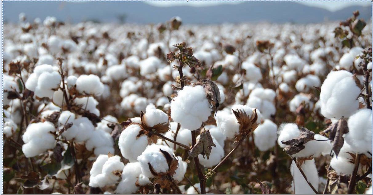 الاستثمار: قيمة صادرات القطن المصري بلغت نحو 17 مليون دولار