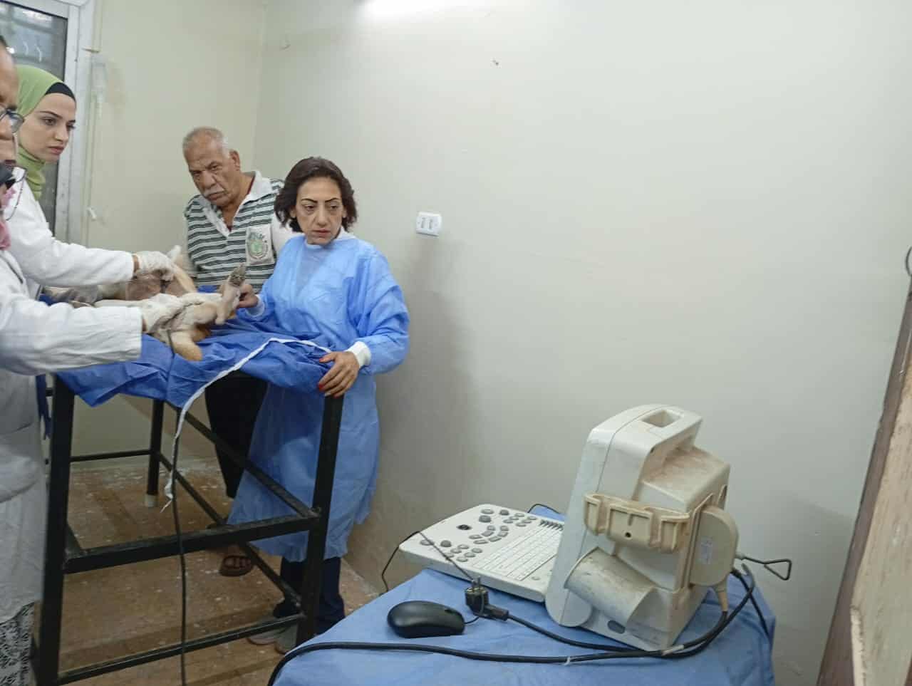 الجيزة و جامعة القاهرة ينفذان اتفاقية تطعيم وتعقيم الكلاب الحرة