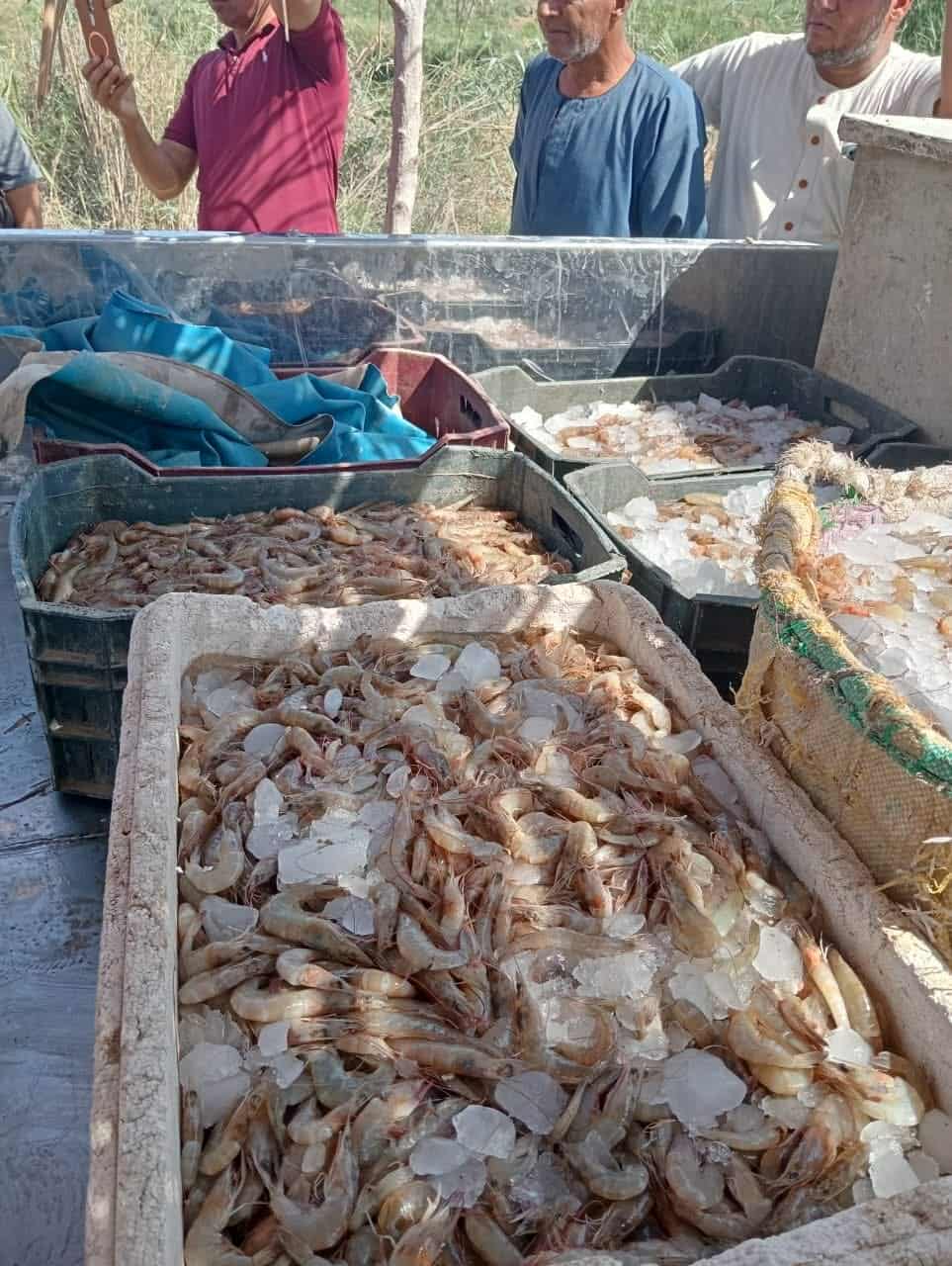 جهاز حماية وتنمية البحيرات  يعلن انطلاق موسم الصيد ببحيرة قارون