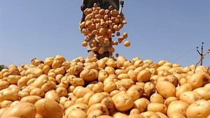 البطاطس بـ١٧.٥ والطمام بـ١٠جنيه.. أسعار الخضروات والفاكهة بالأسواق اليوم