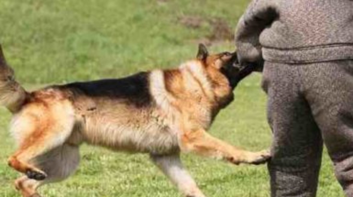 بالأسماء.. كلب مفترس يعقر 20 شخصًا بالبداري في أسيوط