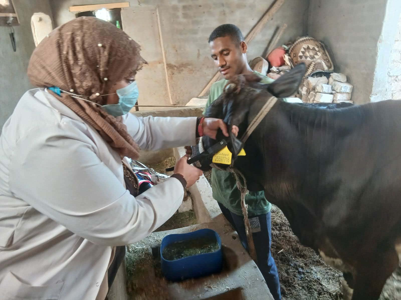 أسيوط تحصّن أكثر من 36 ألف رأس ماشية خلال أسبوعين