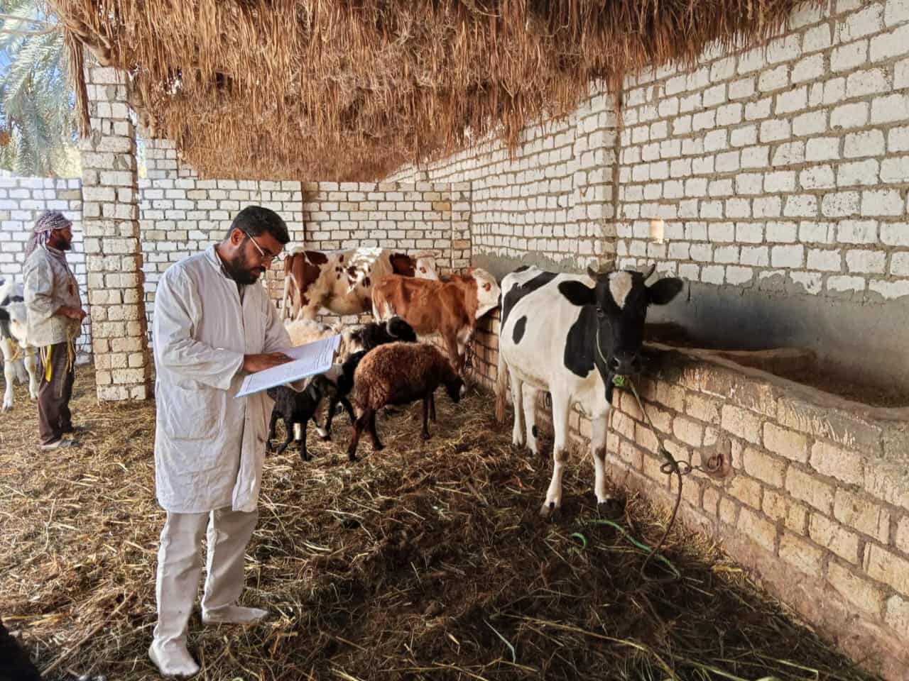 الجيزة تعلن تحصين 200 ألف رأس ماشية ضمن الحملة القومية لحماية الثروة الحيوانية