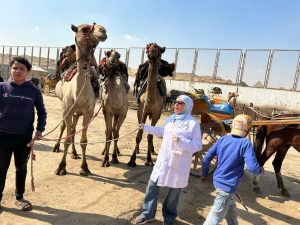 إطلاق قوافل بيطرية مجانية لرعاية الخيول والجمال بالأهرامات