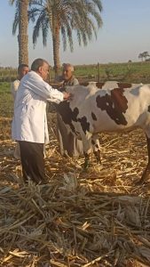 محافظ المنيا: تحصين 167 ألف رأس ماشية ضمن الحملة القومية ضد حمى الوادي المتصدع والحمى القلاعية