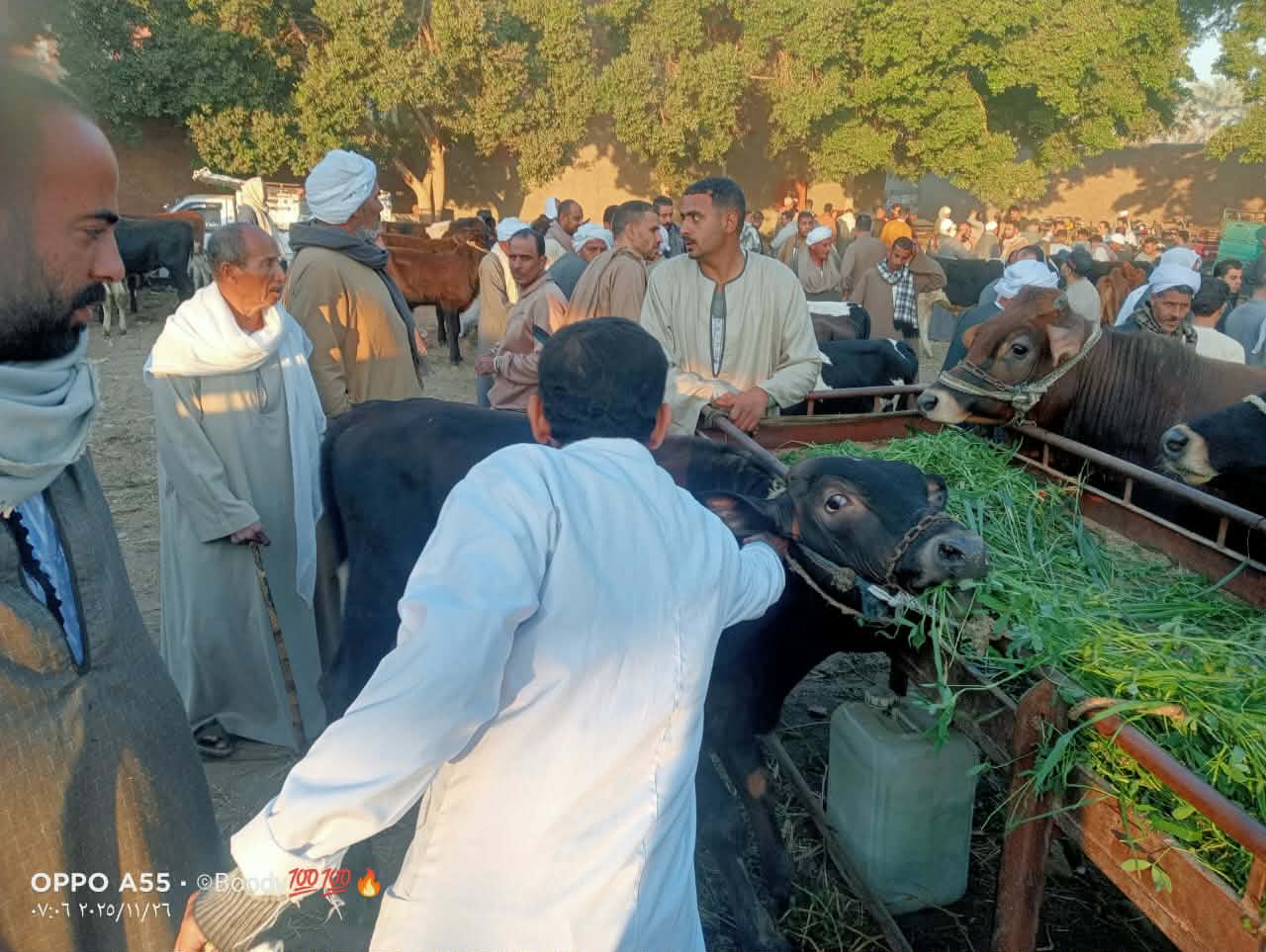 الجيزة: ضبط 45 طن دواجن ولحوم فاسدة ومذبوحة خلال شهر