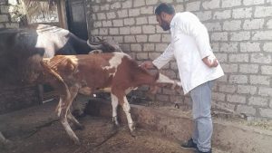 الزراعة: تحصين أكثر من 8.5 مليون رأس ماشية ضد الحمى القلاعية وحمى الوادي المتصدع