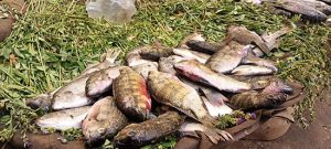 تعرف على أسعار الأسماك اليوم الثلاثاء في أسيوط