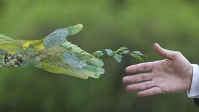 مبادلة الديون