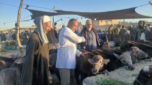 تحصين أكثر من 135 ألف رأس ماشية وزيارات ميدانية لـ5,121 منزلًا