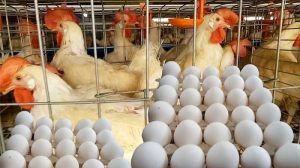 انخفاض أسعار الدواجن والبيض في الأسواق اليوم السبت