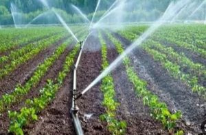 الإحصاء: 37.1 مليار متر مكعب كمية المياه المستخدمة في ري المحاصيل الزراعية 2024