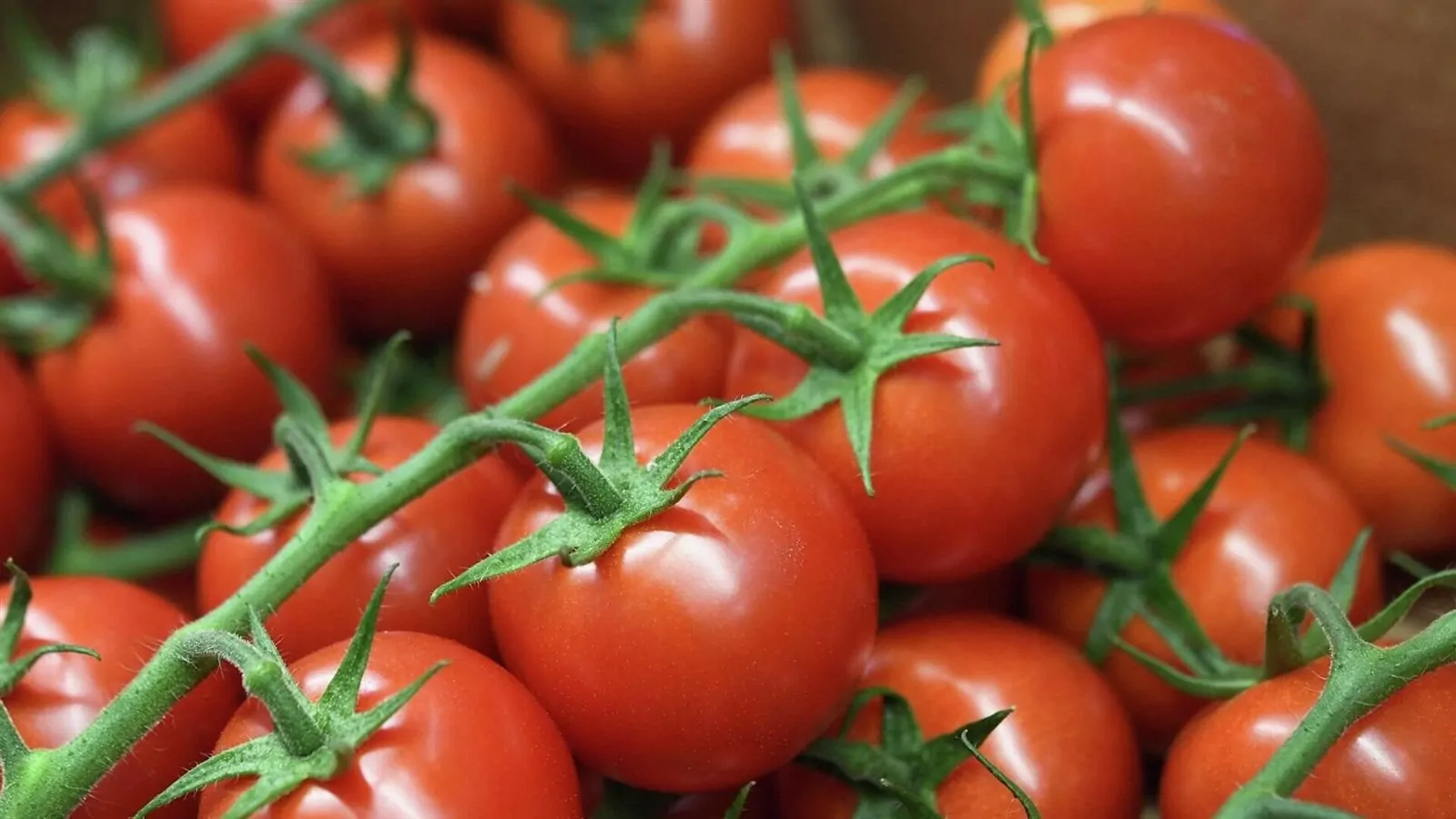 ارتفاع طفيف في أسعار الطماطم والبطاطس والليمون بالأسواق اليوم