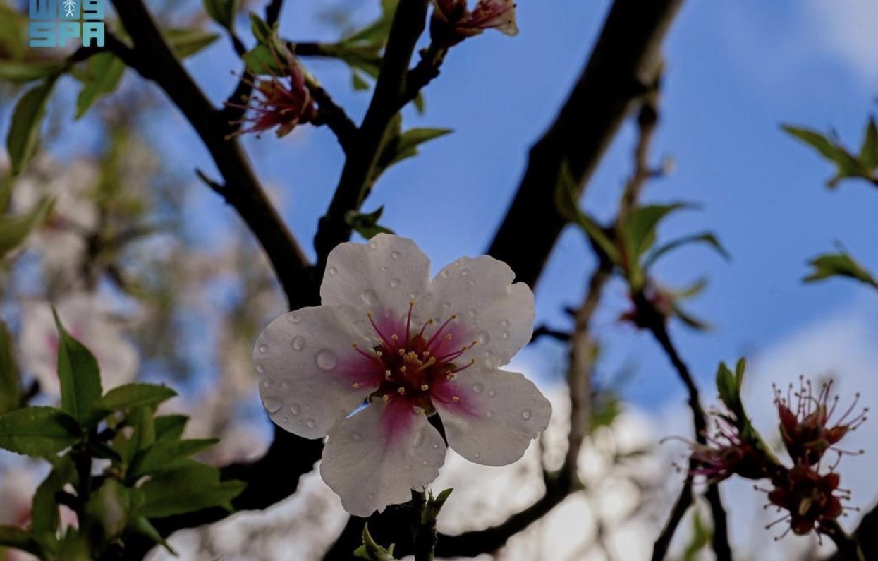 توسع زراعي منظم يعزز حضور الباحة في خارطة السياحة السعودية