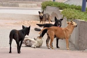 أزمة الكلاب الضالة.. دعوات لحلول مؤسسية وتحذيرات من تفاقم الظاهرة