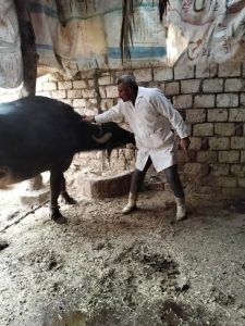 في 3 أسابيع.. الجيزة تحصن 90 ألف رأس ماشية ضد الحمى القلاعية