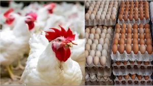 أسعار الدواجن والبيض واللحوم اليوم بالأسواق