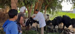 ضمن الحملة الاستثنائية ضد الحمى القلاعية.. تحصين أكثر من 44 ألف رأس ماشية بالمنيا