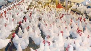 انخفاض أسعار  الدواجن واستقرار البيض واللحوم اليوم بالأسواق