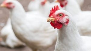 انخفاض 5 جنيهات فى سعر الدواجن اليوم بالأسواق